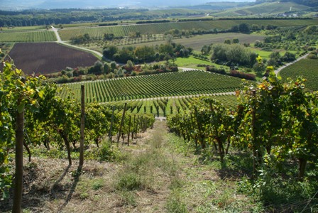 tl_files/images-nachrichten/04_wein/Regener/Blick auf Brackenheim.JPG tl_files/images-nachrichten/04_wein/Regener/Blick auf Brackenheim.JPG